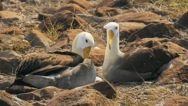 Winkende Albatrosse, die ihre Federn auf der isla espanola in den Galapagos — Stockfoto