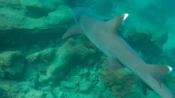 galapagosbir beyaz uçlu resif köpekbalığı