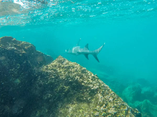 Un requin de récif à pointe blanche nage le long d'un récif à l'isla bartolome — Photo