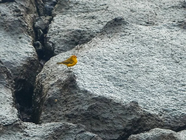 Curruca amarilla forrajeando en las plazas de isla sth en las galápagos — Foto de Stock