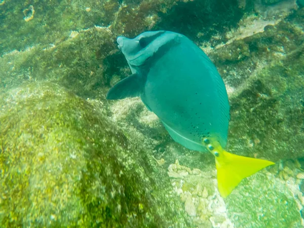 Gros plan d'un poisson-chirurgien à queue jaune à isla genovesa — Photo