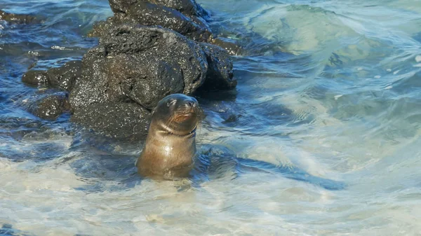 young sea lion swimming at south plazas island in the galapagos