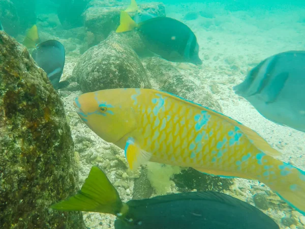 Extrême gros plan d'un poisson perroquet au menton bleu à l'isla genovesa dans les galapagos — Photo