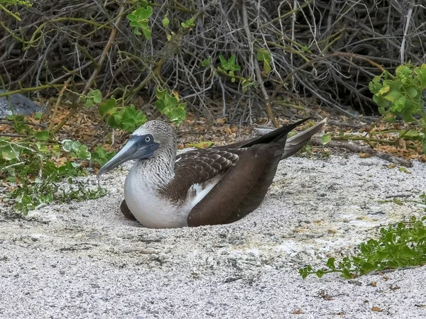 Blåfotad Booby på ett bo på Isla Lobos i Galapagos — Stockfoto