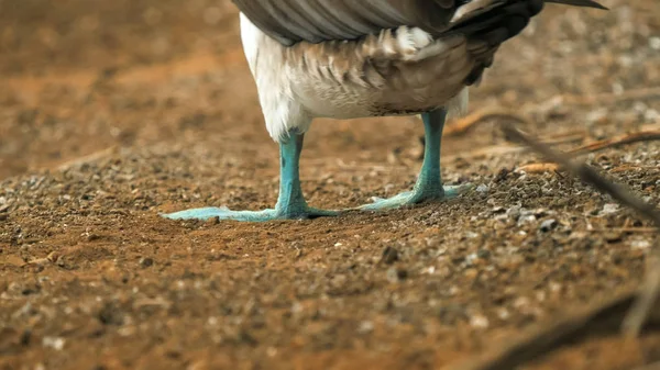 Plan arrière à angle bas d'un bottin aux pieds bleus levant les pieds dans les galapagos — Photo