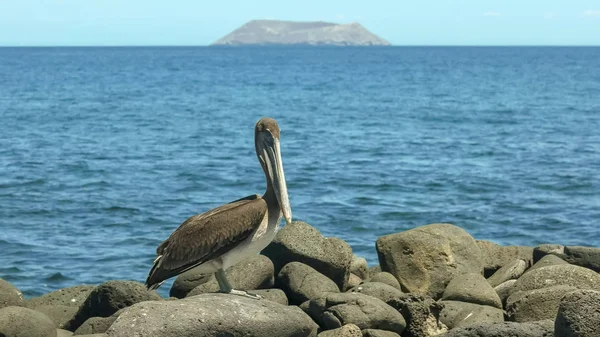 Brown Pelican på stranden av North Seymour Galapagos — Stockfoto