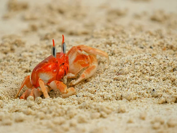 Un granchio fantasma su una spiaggia a isla san cristobal nelle galapagos — Foto Stock
