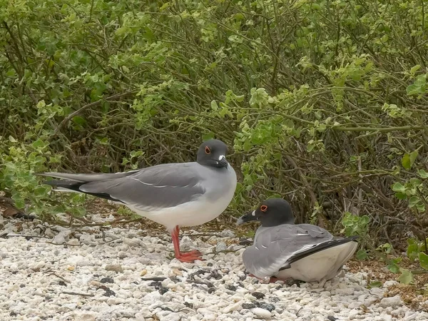 Lava Gull par på stranden vid Isla genovesa i Galapagos — Stockfoto