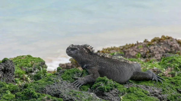 Close up of a marine iguana on the shore of isla san cristobal in the galapagos — Stock Photo, Image