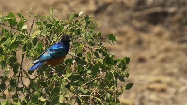 Superb Starling på en bär buske på Amboseli — Stockvideo