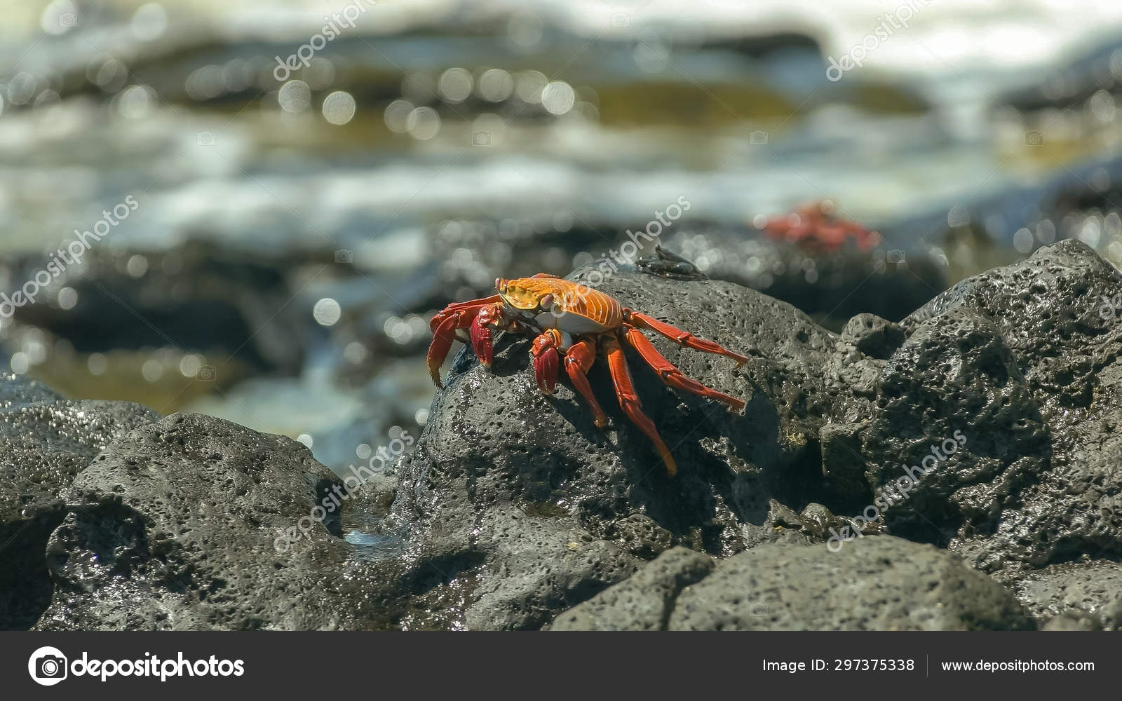 Lado em vista de um caranguejo sally lightfoot na ilha de santa cruz nas  galápagos — Foto © crbellette #297375338, image size:1600x1000