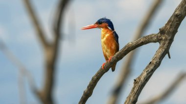 kenya göl baringo de malachite kingfisher