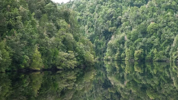 tazmanya bir gordon nehri gezisi üzerinde yemyeşil yağmur ormanı