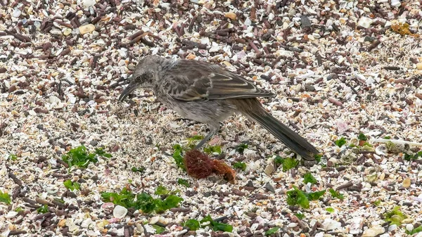 Mockingbird recherche de nourriture sur isla espanola dans les galapagos — Photo