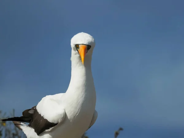 Közelről a fejét egy Nazca szula a Isla genovesa a Galapagos — Stock Fotó