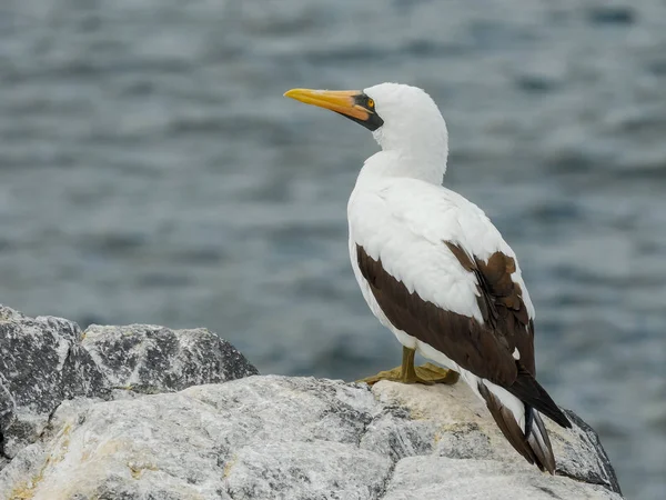 Närbild av ryggen Nazca Booby på Isla Espanola i Galapagos — Stockfoto