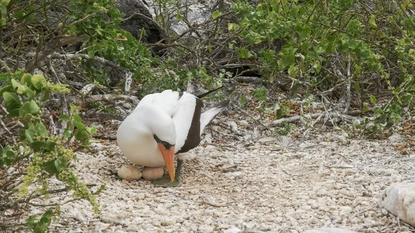 Nazca Booby på Nest med två ägg på Isla genovesa i Galapagos — Stockfoto