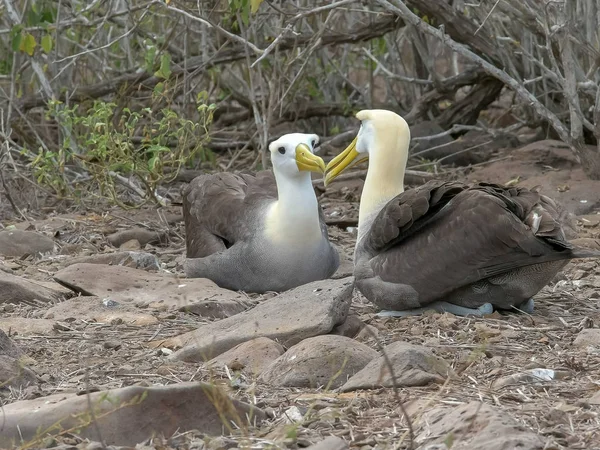 Sitzend wedelnde Albatrossschnäbel zum Binden auf der isla espanola in den Galapagos — Stockfoto