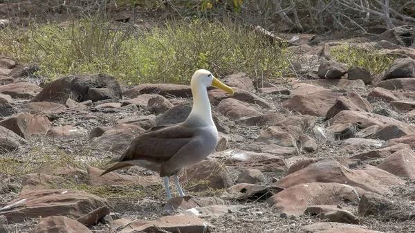 Vinkade Albatross gå på Isla Espanola i Galapagos — Stockfoto