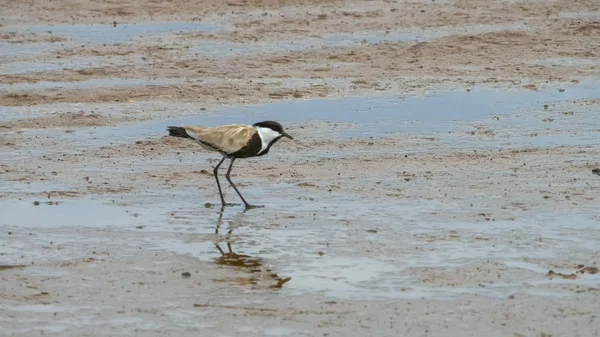 Sporre bevingade strandpipare vid Lake Bogoria i Kenya — Stockfoto