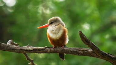 lake bogoria, kenya de yeşillik arka plan ile gri başlı kingfisher