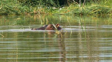 bir su aygırı göl baringo, kenya kendini batırır