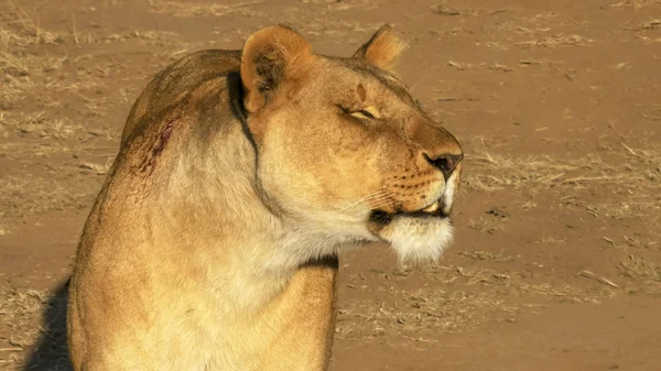 Närbild av en skadad lejoninna i Masai Mara National Park, Kenya — Stockfoto