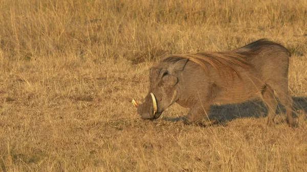 Gros plan warthog s'agenouille pour se nourrir dans masai mara réserve de gibier — Photo