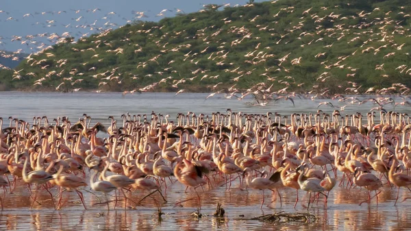 pink flamingos taking flight at lake bogoria, kenya