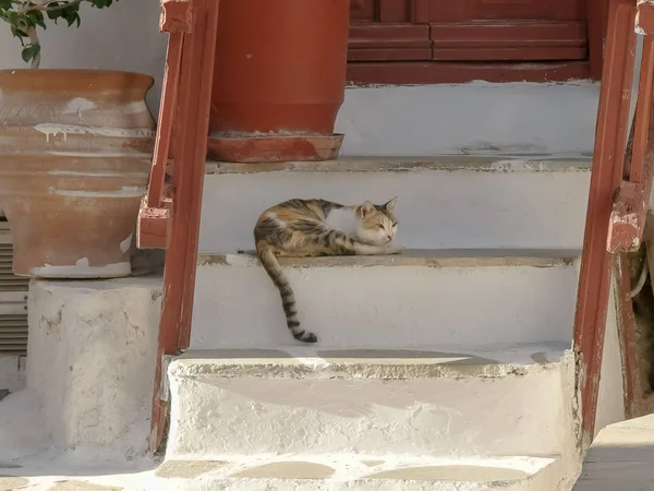 pet cat sleeps on house steps in mykonos, greece