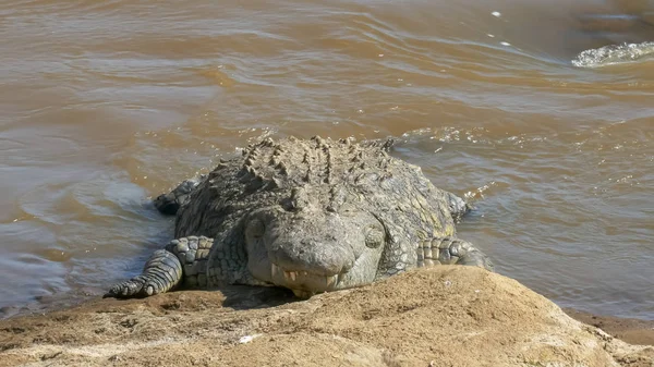 Um enorme crocodilo nas margens do rio mara, kenya — Fotografia de Stock