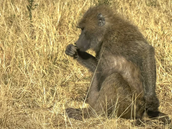 Primer plano de un babuino de olivo en el parque nacional Masai Mara, Kenya — Foto de Stock