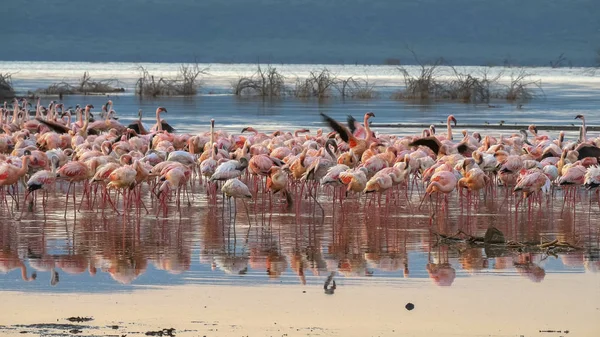 Flamingos at sunrise on the shore of lake bogoria, kenya — Stock Photo, Image