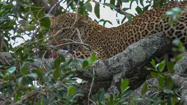 Grooming leopardo na árvore no parque nacional masai mara, kenya — Fotografia de Stock