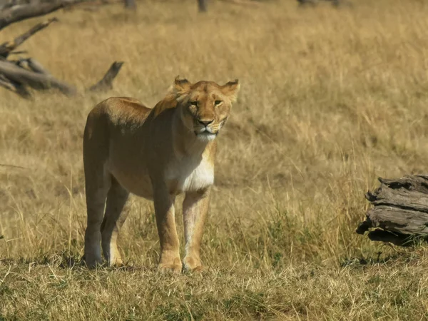 Masai mara milli parkında ayakta dişi aslan, kenya — Stok fotoğraf