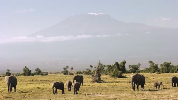 ケニア、アンボセリのキリマンジャロ山の前で餌を与える象 — ストック動画