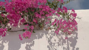 mikonos üzerinde bir binanın üzerinde pembe begonviller yakın, Yunanistan