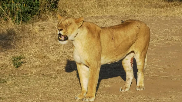 Leonessa con una gamba ferita a masai mara, kenya — Foto Stock