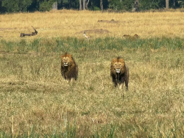 Dwa męskie lwy oglądać rywala mężczyzn w Masai Mara, Kenia — Zdjęcie stockowe