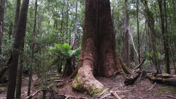 Base of a huge swamp gum tree in tasmania — Stock Video