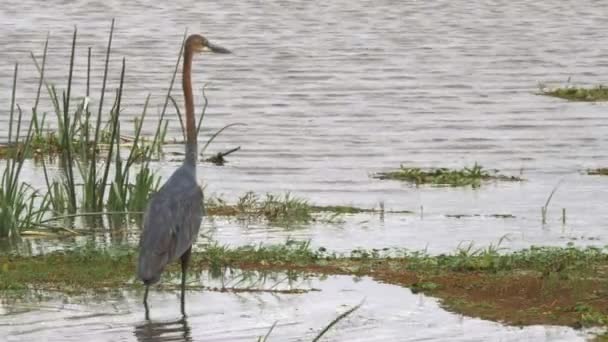 Ein Goliathreiher am Rande eines Sumpfes in Amboseli — Stockvideo