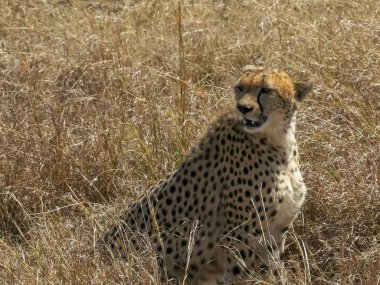 masai mara, kenya'da oturan bir dişi çitanın orta çekimi
