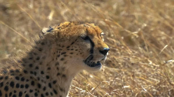 Menutup dari cheetah duduk melihat ke kanan di Masai mara permainan cadangan — Stok Foto