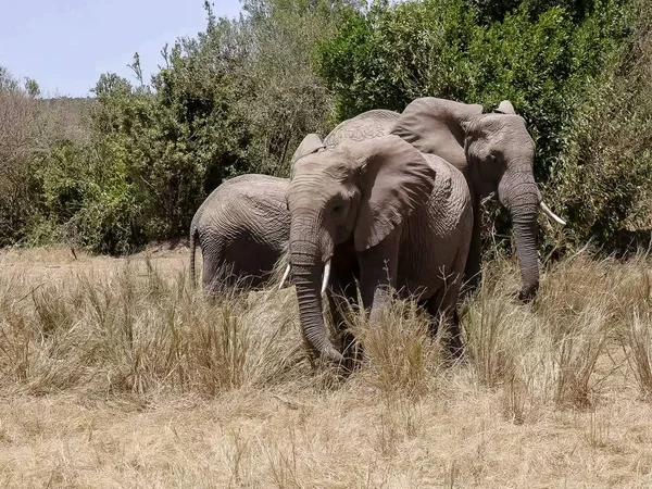 Elefantes alimentándose de pasto en masai mara, kenya — Foto de Stock