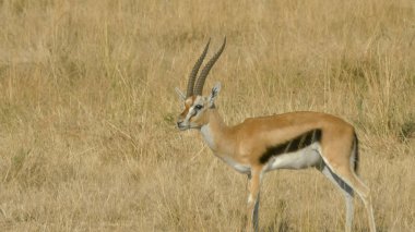 masai mara bir tekinceylan buck damat