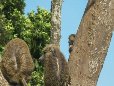 bebek babun masai mara bir ağaç gövdesiatlar