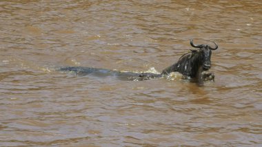 bir antilop mara nehrinde bir timsah kendini kurtarmak için mücadele