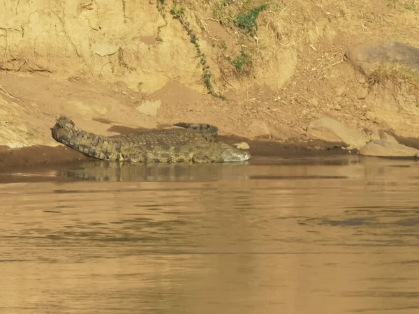 Ein großes und kleines Krokodil, das am Ufer des Mara-Flusses liegt, Kenia — Stockfoto