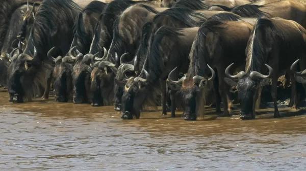 Gnu-Herde trinkt aus dem Mara-Fluss, Kenia — Stockfoto