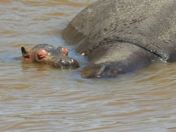 Μικρό ιπποπόταμο και μητέρα βυθισμένο σε Mara River, Κένυα — Φωτογραφία Αρχείου